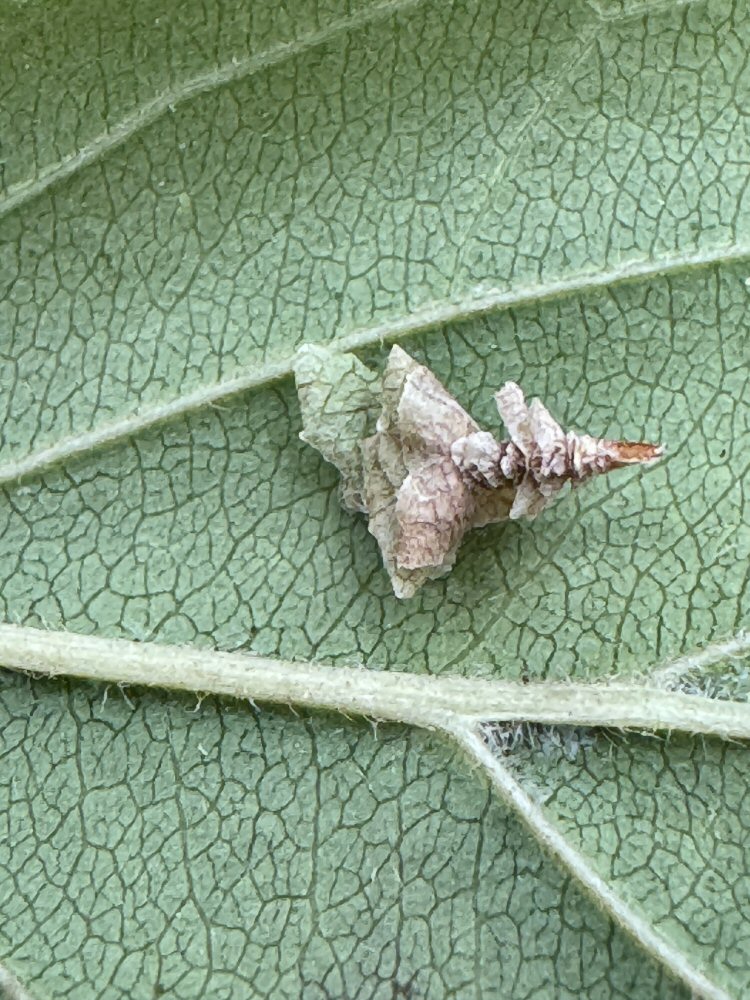 pyramidal case