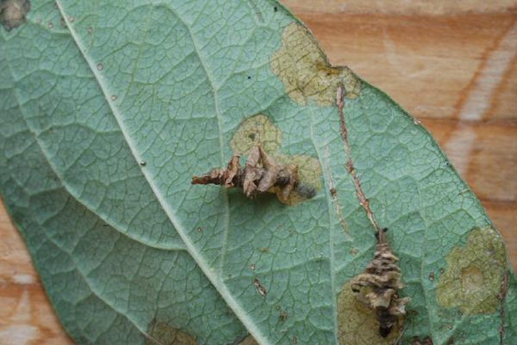 cases enlarged by adding pieces of excised epidermis