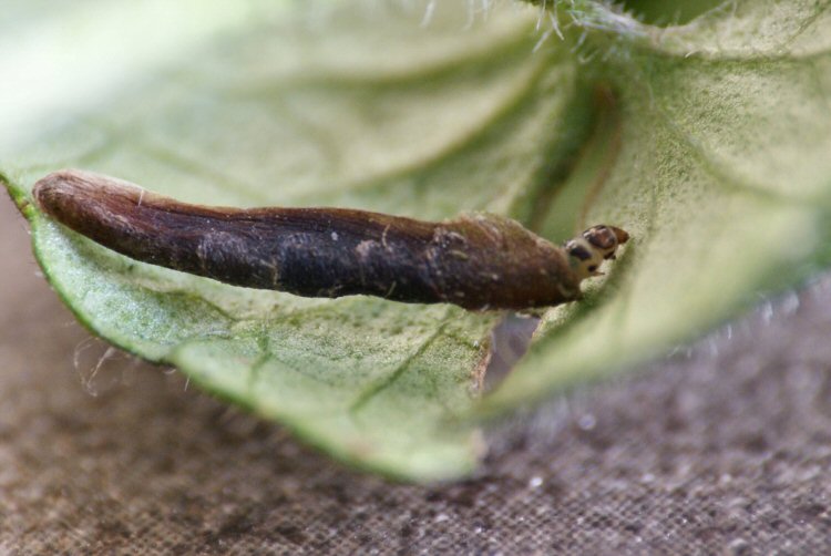 larva in case