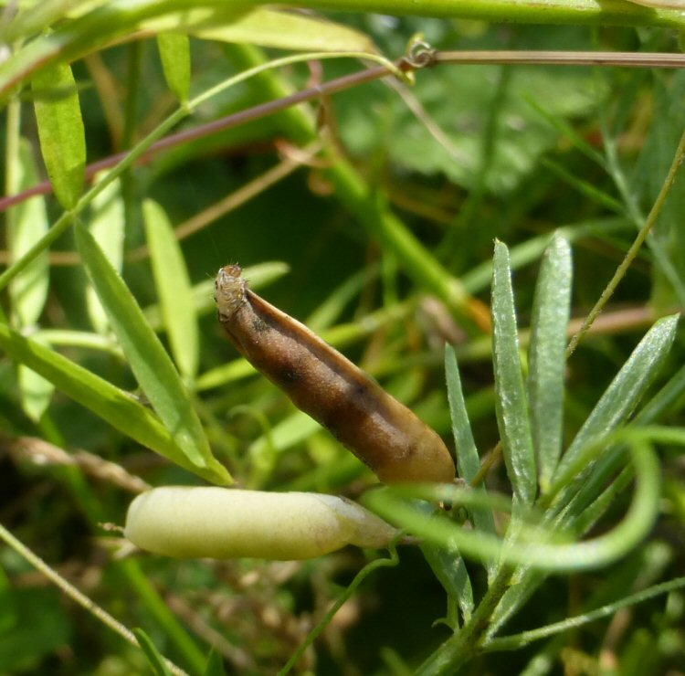larva