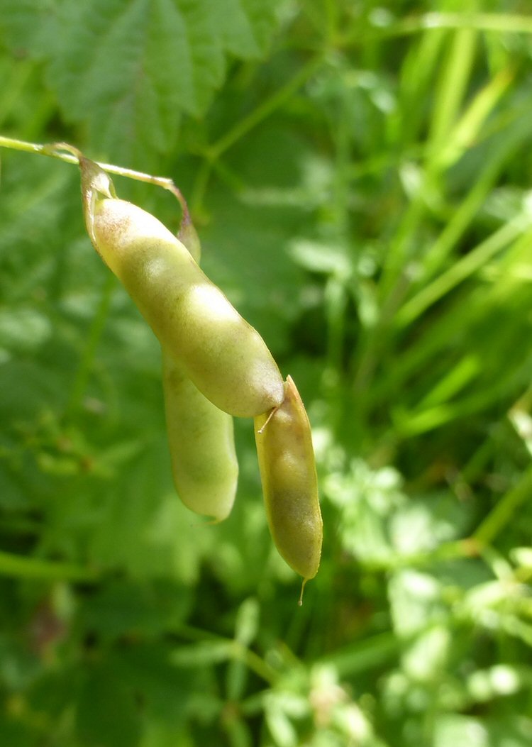 case attaches to the distal end of a seed pod