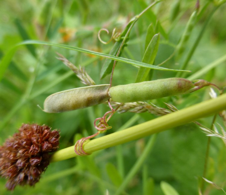 case attaches to the distal end of a seed pod