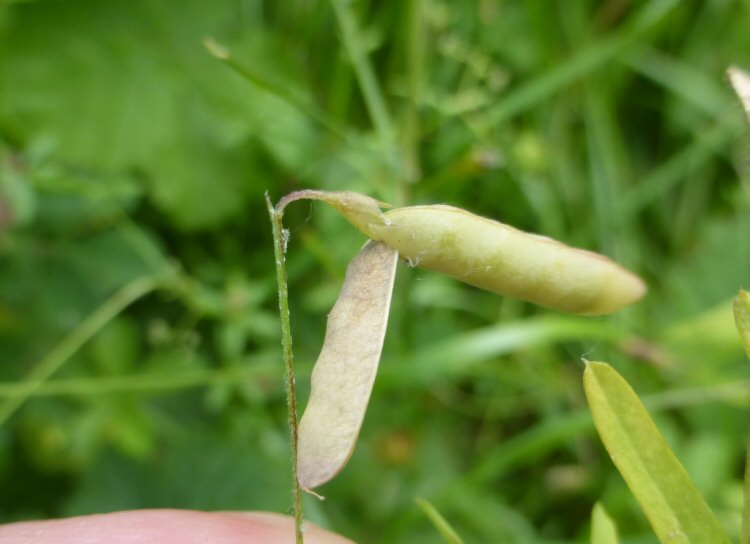 case attaches to a seed pod