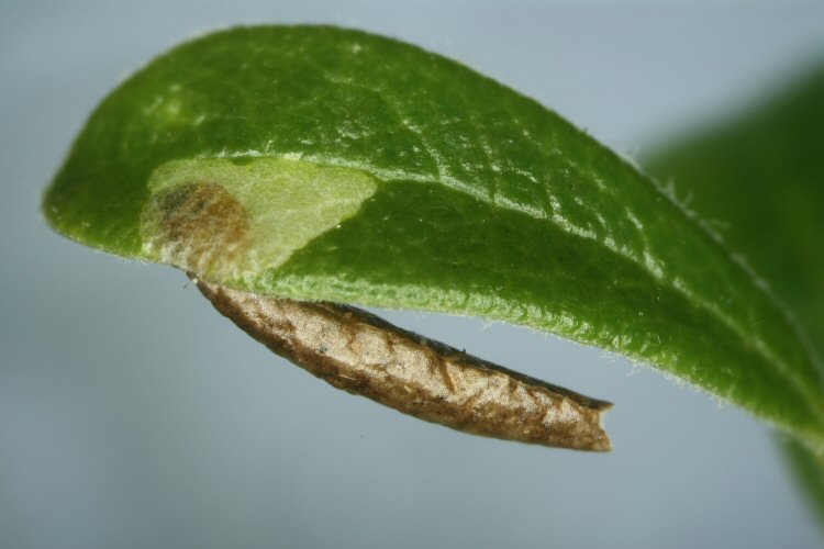 larva feeding