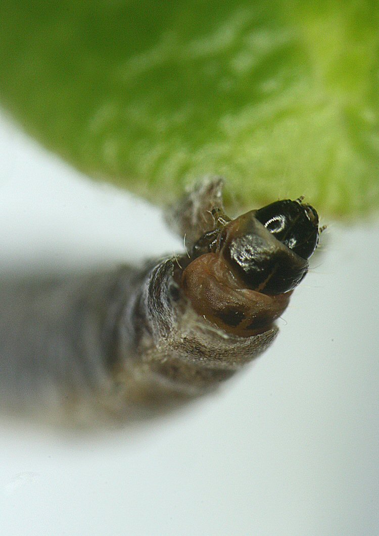 final instar larva