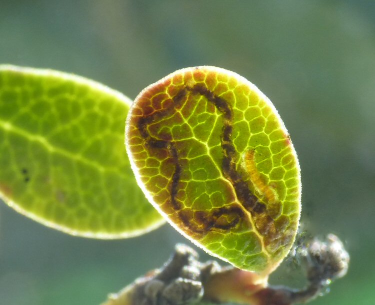 dead larva in leaf