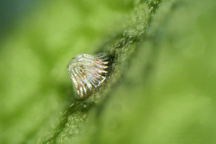 egg