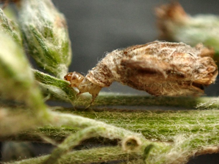 larva in seed case