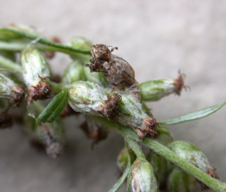 the larva makes a case from an empty seedhead