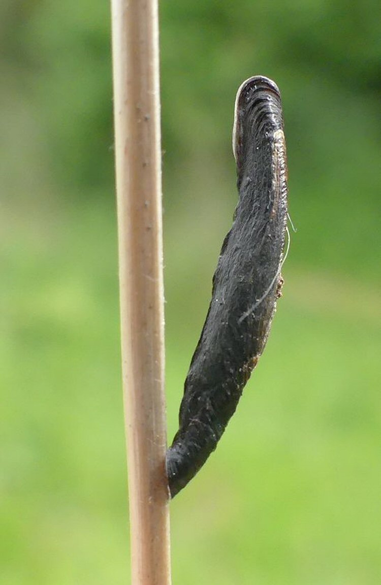 pupates on a grass stem