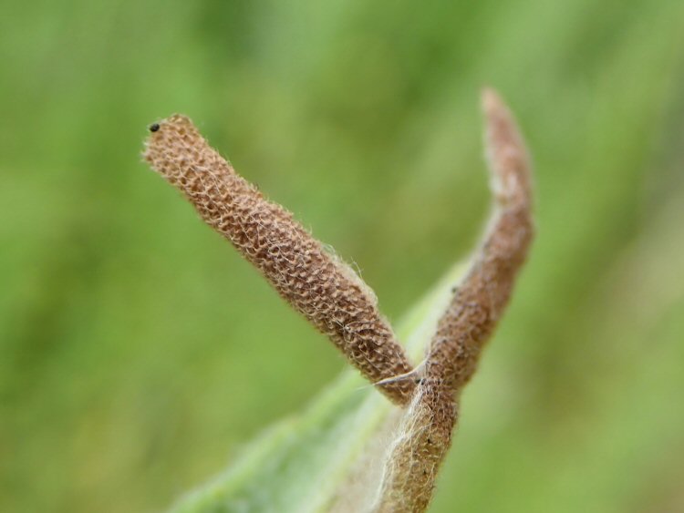 a hairy case