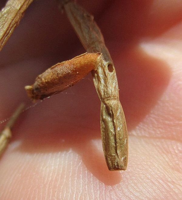 case on seed pod