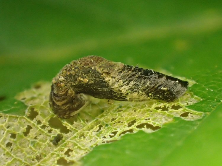skeletonizes leaves