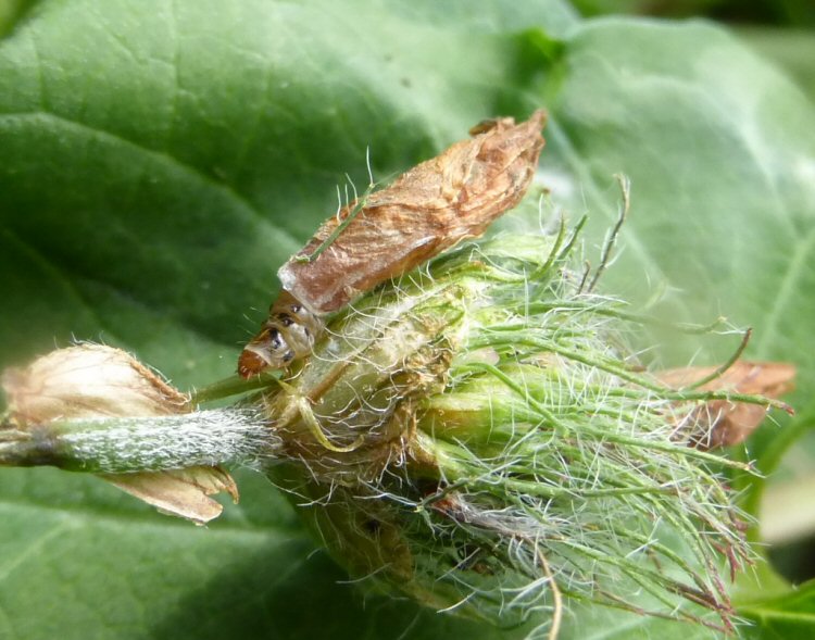 larva
