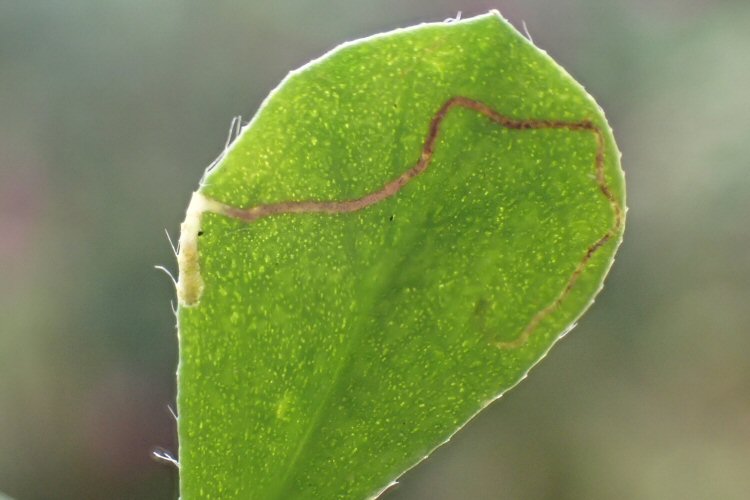 mine and larva