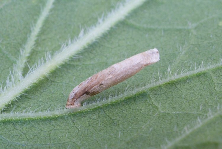 case on Hemp Agrimony