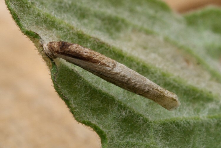 case on Fleabane