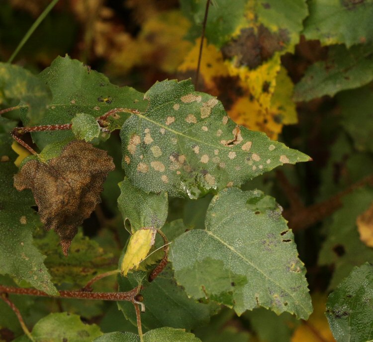 many feeding blotches on a leaf