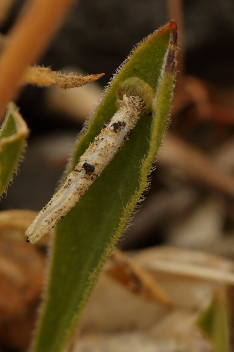 young larva