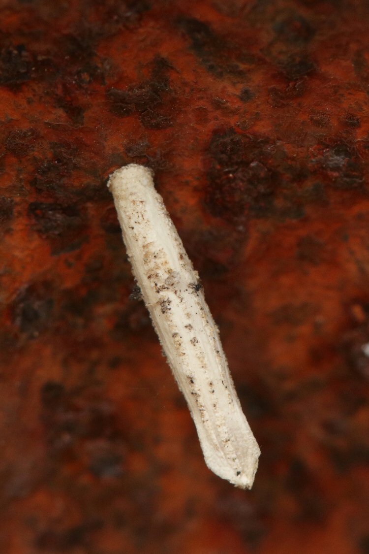 pupating case