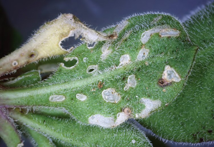 feeding signs