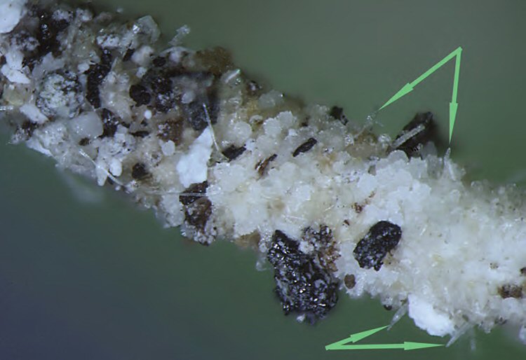 plants hairs shown on case