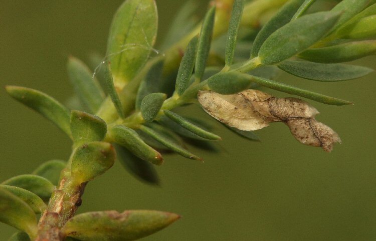 whitish case