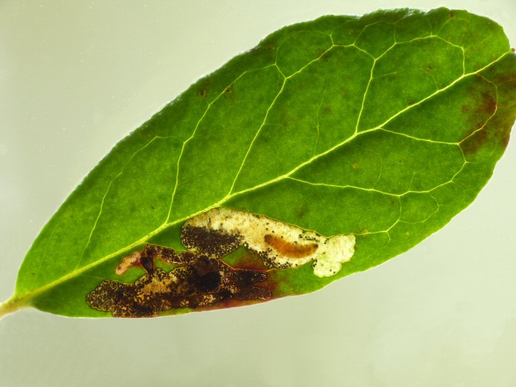 larva in mine