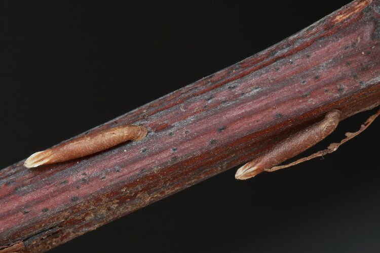 cases fixed to stem