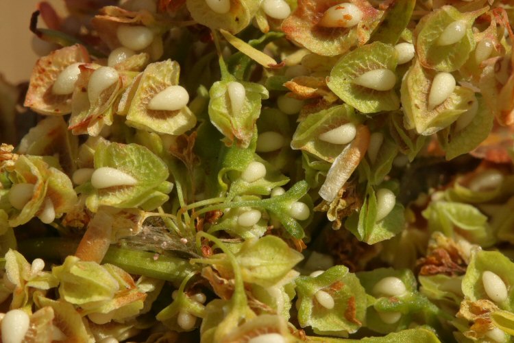 feeding on seeds