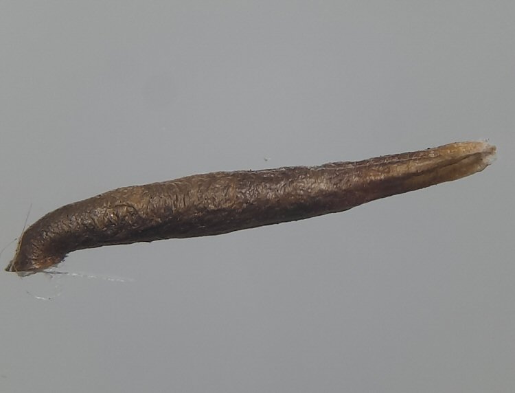 case in lateral view