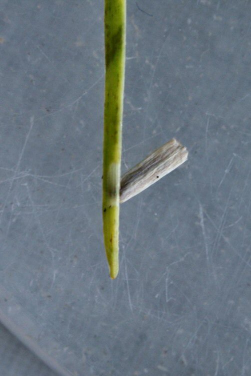 case on Larch