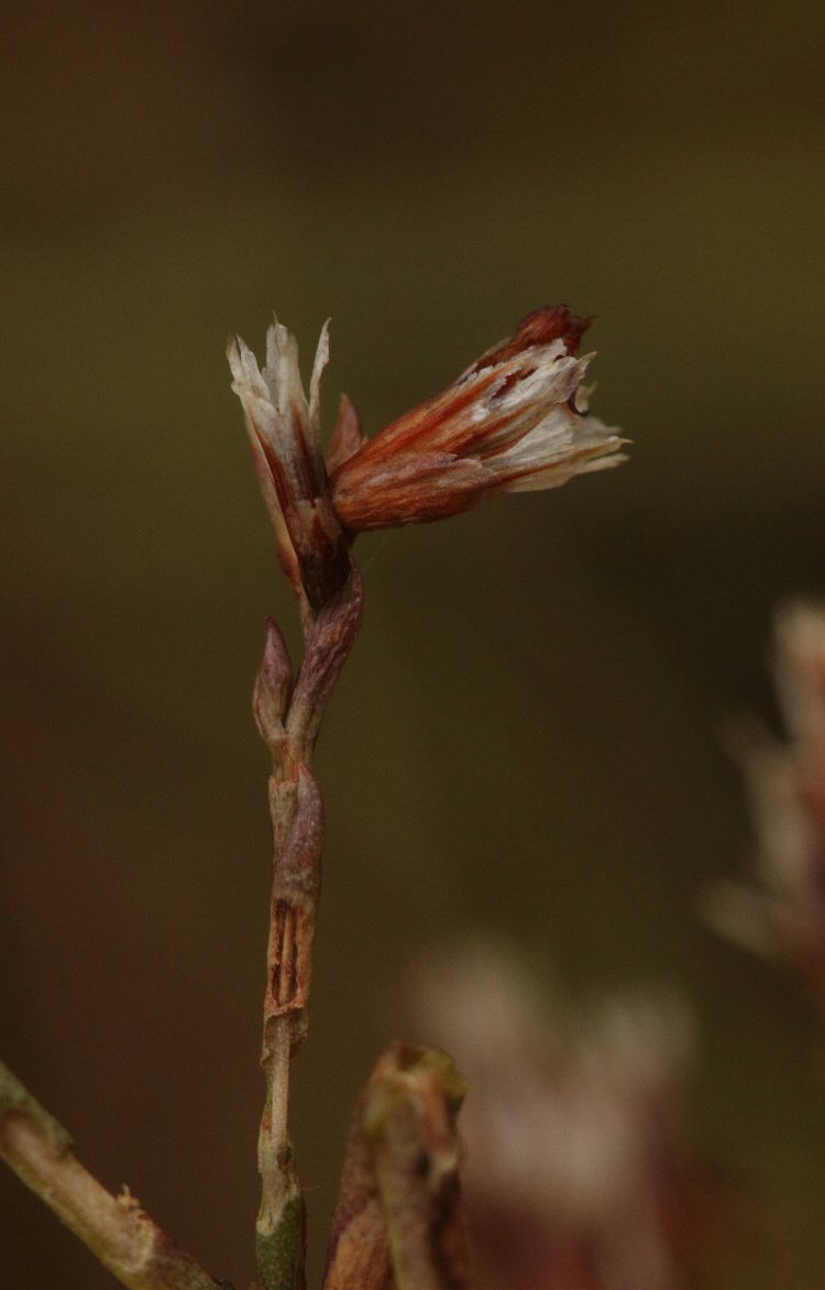 case at flower tip