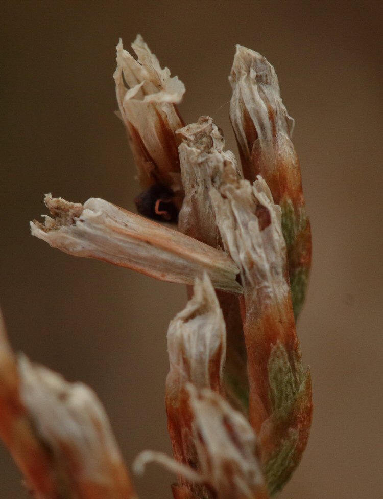 case on flower head