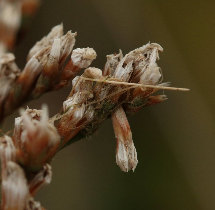 case on flower