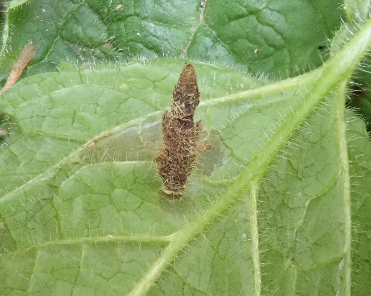 case on Hedge Woundwort