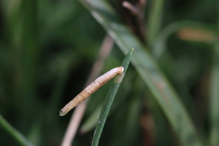 long slender case