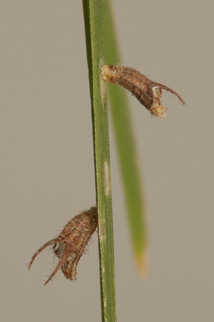 young larval cases