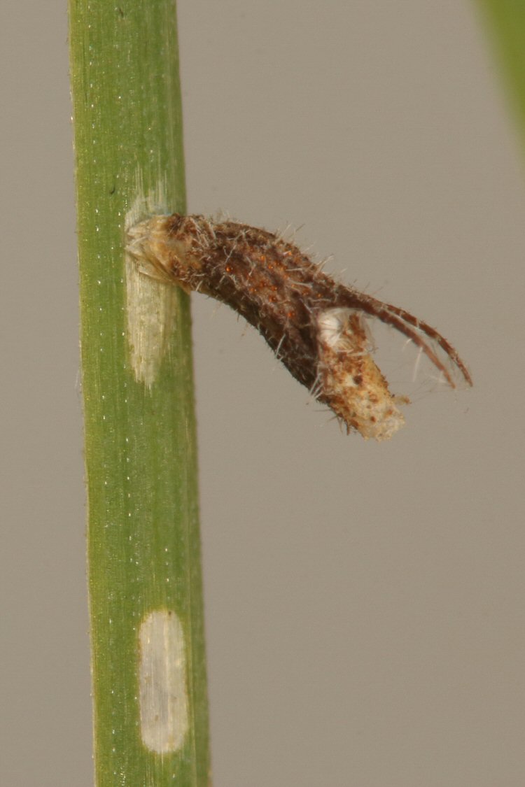 young larval case