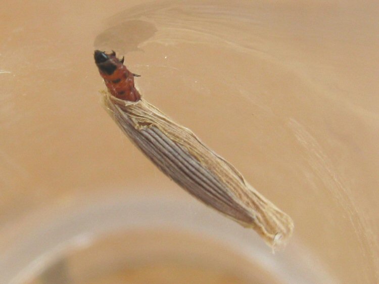 larva in case