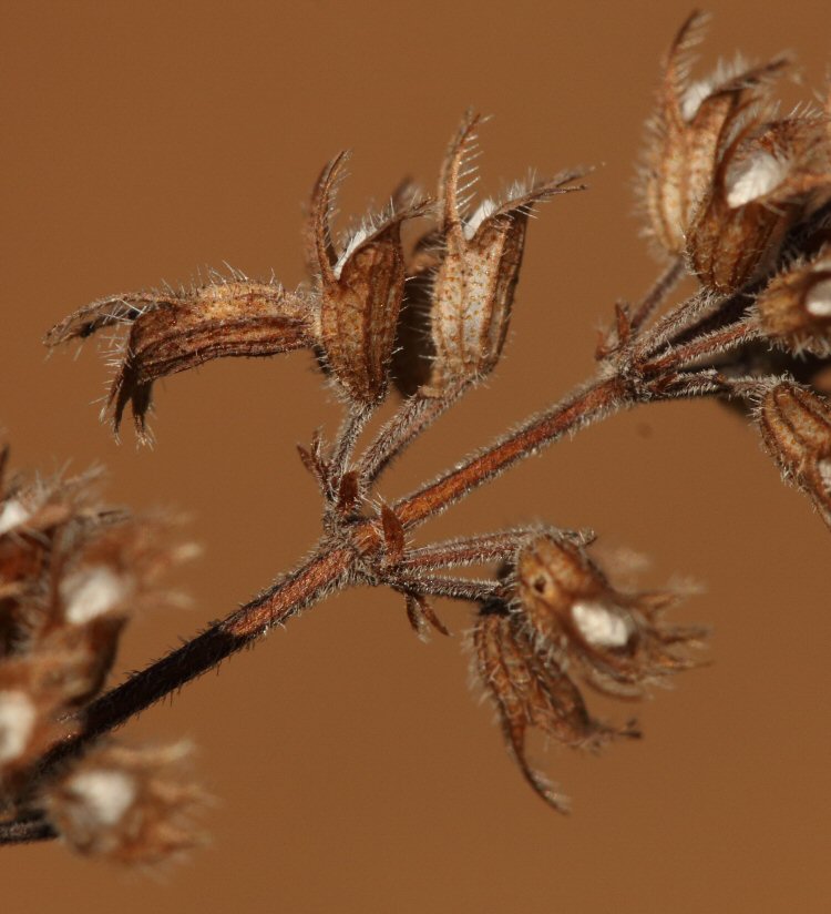 case in a seed head