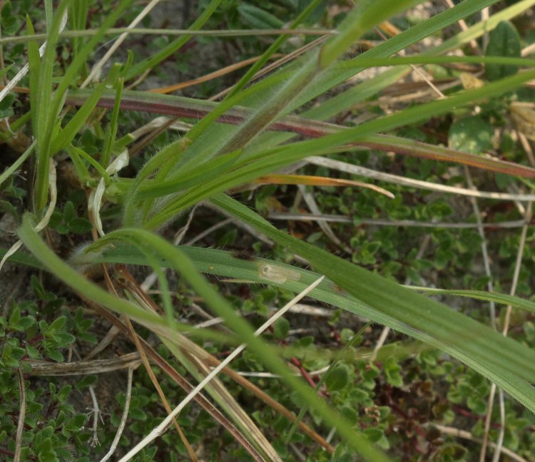 mined leaf