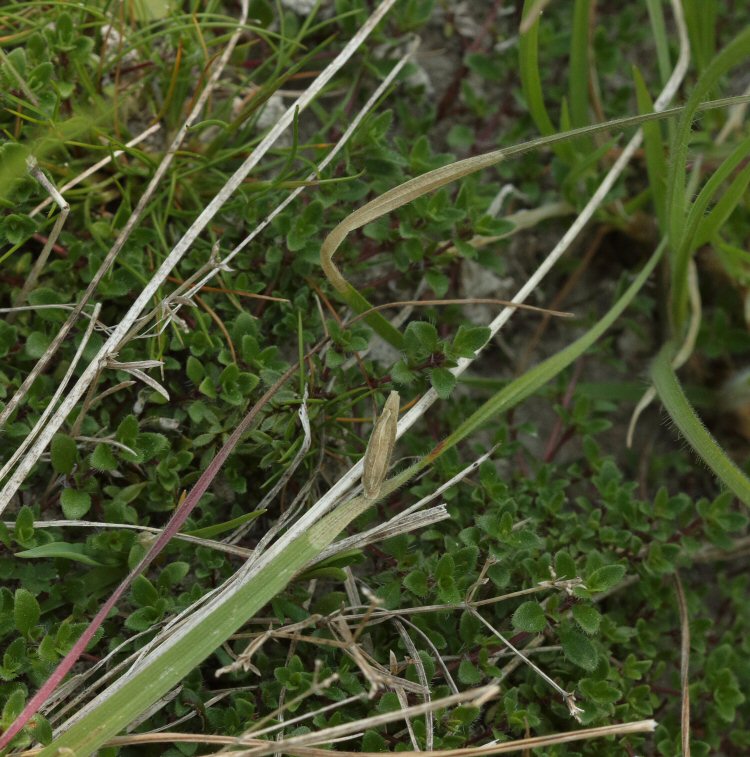 leaf being mined