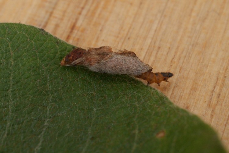 larva in case