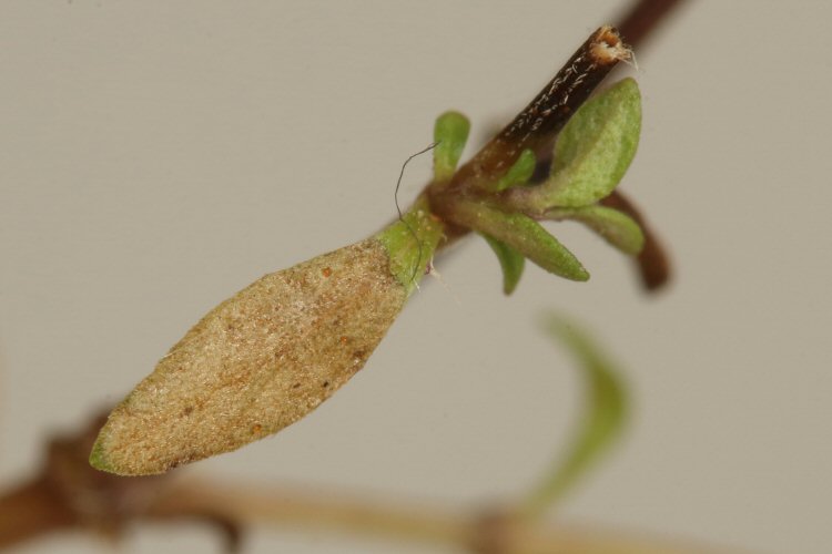 mined leaf