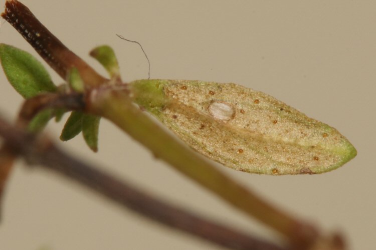 mined leaf