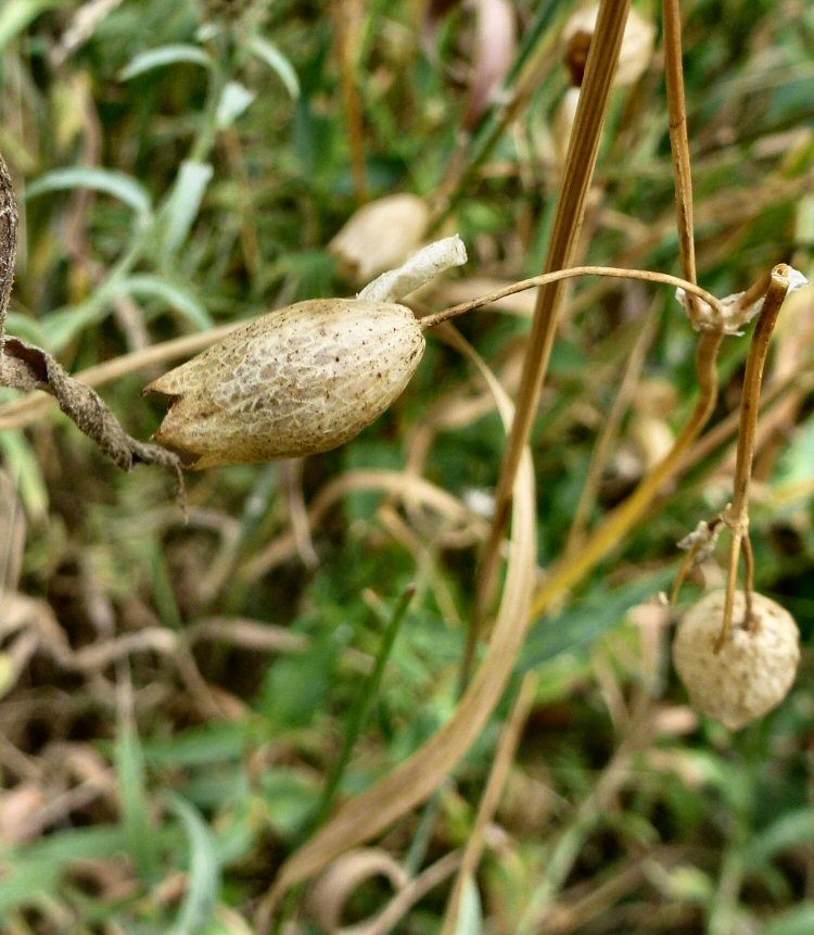 case on campion