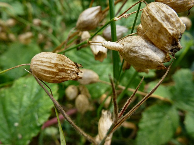case on seedhead