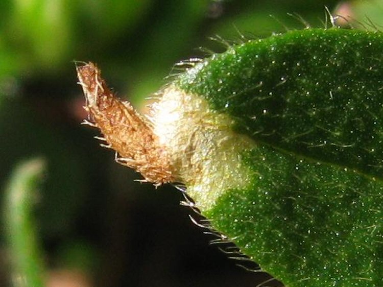 overwintering case