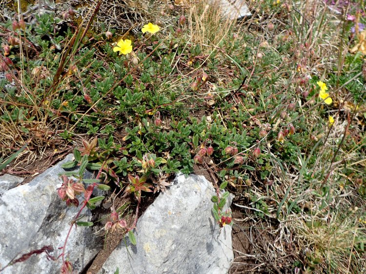 host plant